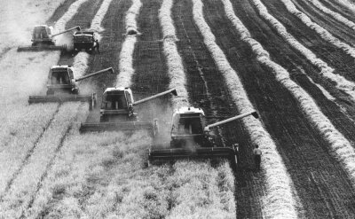 1962: Ernteschlacht - In der Region wird um jedes Korn gekämpft - Während ein Komplex der LPG Pflanzenproduktion Obergruna, Kreis Freiberg, noch zur Hilfe im Bezirk Cottbus weilt, sind diese E 512-Besatzungen im August 1978 auf einem 200-Hektar-Schlag in Oberbobritzsch im Einsatz. 