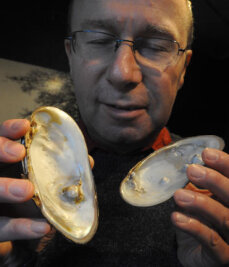 2,2 Millionen Euro für Perlmutterzentrum in Adorf - Museumsleiter Steffen Dietz zeigt vogtländische Muschelschalen mit Perlenbildung.