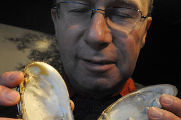 2,2 Millionen Euro für Perlmutterzentrum in Adorf - Museumsleiter Steffen Dietz zeigt vogtländische Muschelschalen mit Perlenbildung.