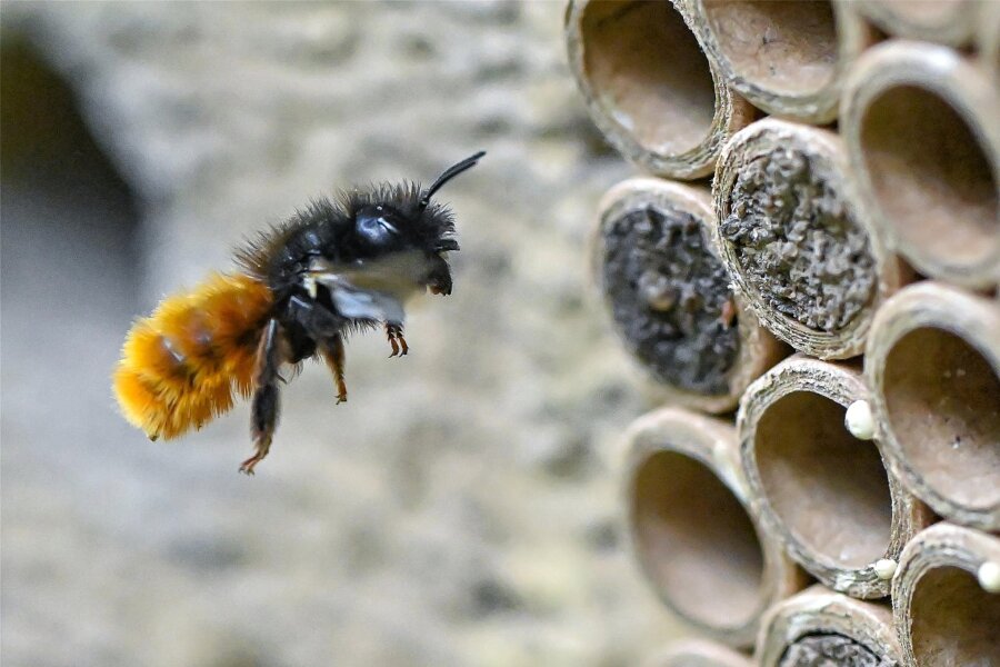 2. Fachtag zur Bienengesundheit in Mittweida - Um die Gesundheit von Bienen geht es bei einem Fachtag in Mittweida.