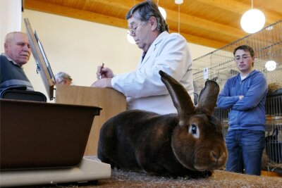 20 Züchter präsentieren in Grießbach ihre Kaninchen - So wie 127 weitere Tiere wurde auch dieses Kaninchen am Mittwoch von den Preisrichtern bewertet.