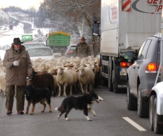 Schafsherde auf der Straße