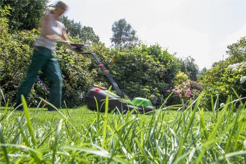 Die Rasenkante bleibt für Insekten stehen. 