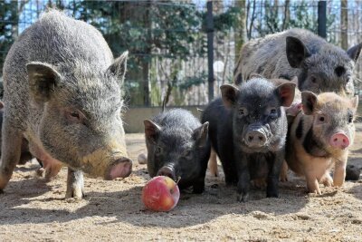 Bei den Göttinger Minischweinen im Tierpark Hirschfeld gibt es Nachwuchs - elf Ferkel flitzen derzeit durchs Gehege. 