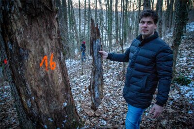 Waldbesitzer Norbert Jungbeck hat in Lichtenwalde Bäume fällen lassen und beruft sich auf seine Verkehrssicherungspflicht. Nach Auflagen von Naturschutz- und Denkmalschutzbehörde hat er Zugänge zum Wald sperren lassen.