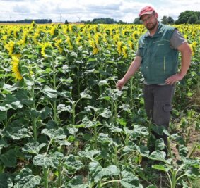 Der Familienbetrieb Stiegler aus Callenberg hat in diesem Jahr zum ersten mal 22 Hektar Sonnenblumen angebaut. Doch auch wenn das schön aussieht: Es ist kein Blumenfeld zum Selberpflücken.