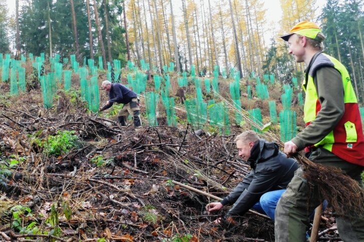 250 Vogelkirschbäume in Zschopauer Waldgebiet gepflanzt - 