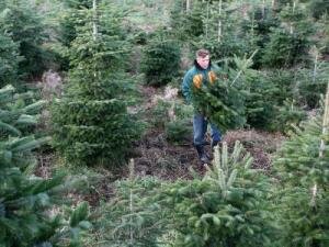 26 Weihnachtsbäume in Plauen gestohlen - 