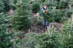 26 Weihnachtsbäume in Plauen gestohlen - 