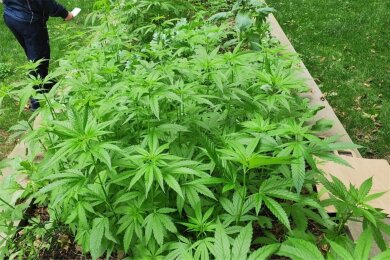 In zwei öffentlichen Hochbeeten gepflanzt: Hunderte Cannabis-Pflanzen sind im Leipziger Stadtteil Stötteritz.