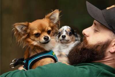 Tierheim-Mitarbeiter Chris Wolfrum kümmerte sich intensiv um die Chihuahuas. Nun steht fest, die Hunde kehren nicht zu den ehemaligen Eigentümern zurück und dürfen vermittelt werden.