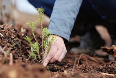 27.000 neue Bäumchen für die grüne Lunge Rabensteins - ein Wald der Zukunft? - Genau 27.350 kleine Bäume sind seit März im Rabensteiner Wald gepflanzt worden. 