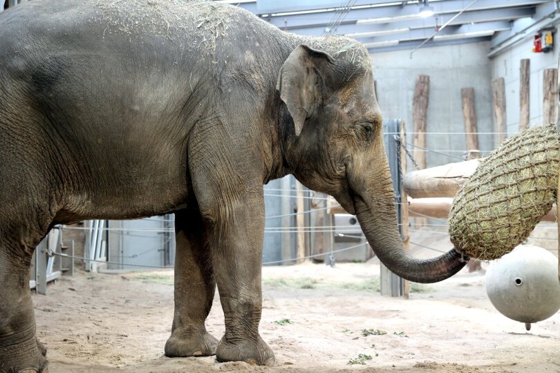 Neues Heim für Elefantenkuh Indra: Sie trifft nach 13 Jahren wieder auf ihre Mutter Saida im Karlsruher Zoo.