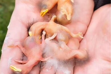 Rettung in letzter Sekunde: Diese Vogel-Babys waren lebendig eingemauert worden.
