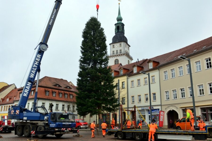 3,5 Tonnen hängen am Haken: Die ersten Weihnachtsbäume schweben ein - 