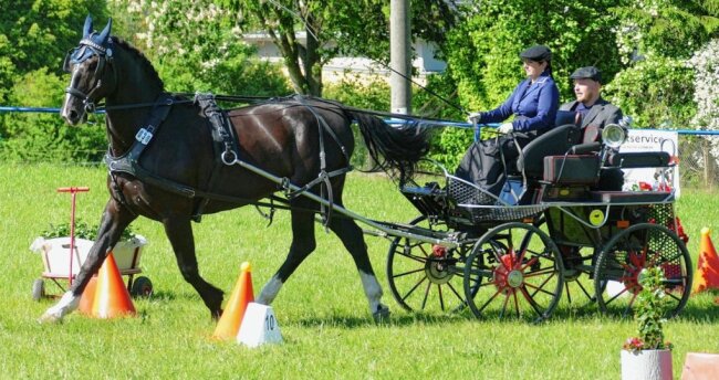 30 Kutschen meistern Großolbersdorfer Hindernisparcours - 