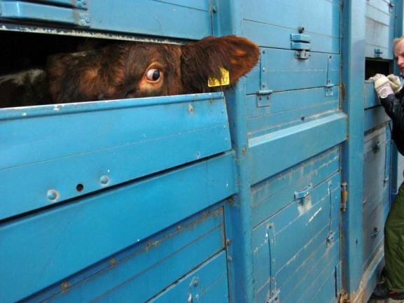 30 Rinder auf zu wenig Raum: Tierquälerei bei Transport landet vor Gericht - Ein Rind während einer Polizeikontrolle eines Tiertransporters. 
