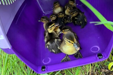 Elf Entenküken haben die Kameraden von einem Parkdeck am Kaufland in Pölbitz gerettet.