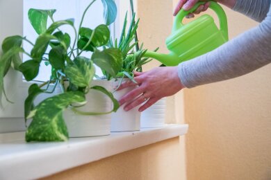 Gut gegossene Pflanzen sorgen für eine höhere Luftfeuchtigkeit in den Räumen.