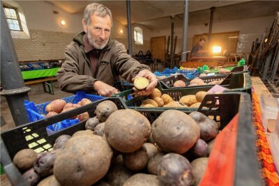 300 verschiedene Kartoffelsorten in einem Raum - Steffen Janke präsentiert rund 300 verschiedene Kartoffelarten.
