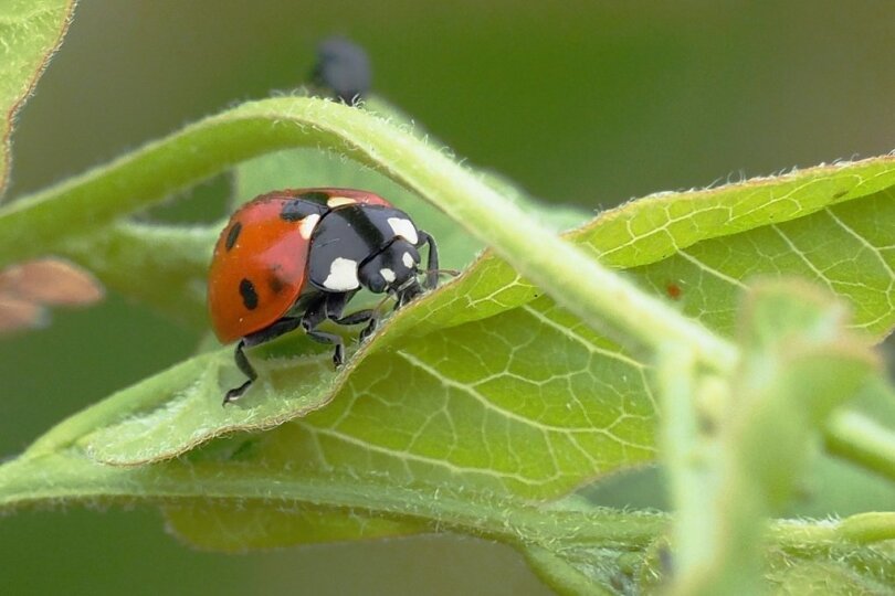 Marienkäfer sind ein Zeichen für ein intaktes Ökosystem. 