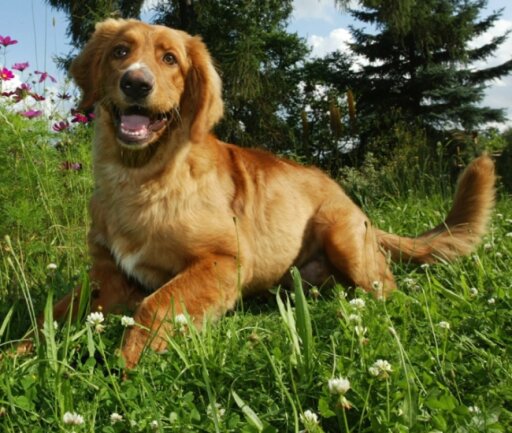 Hundegebell Im Wohngebiet Macht Das Ordnungsamt Munter Freie