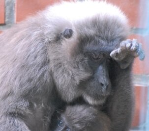 34 Jahre alter Affe gestorben - Das Mohrenmakaken-Weibchen Corry ist im Alter von 34 Jahren im Tierpark von Limbach-Oberfrohna gestorben. 
