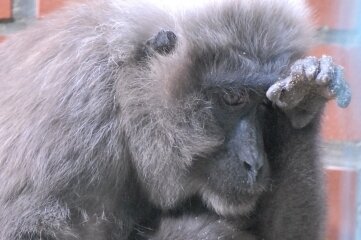 34 Jahre alter Affe gestorben - Das Mohrenmakaken-Weibchen Corry ist im Alter von 34 Jahren im Tierpark von Limbach-Oberfrohna gestorben. 