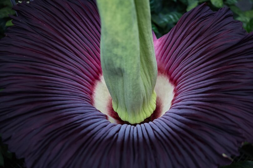 Die Blüte des Titanwurz gilt als die größte Blume der Welt - sie stößt einen fauligen Geruch aus, um Aaskäfer als Bestäuber anzulocken.