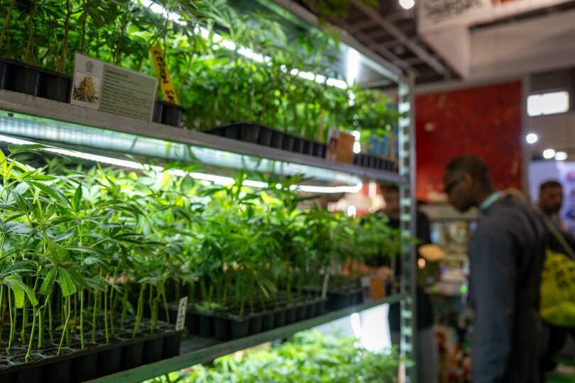 Zahlreiche Hanfpflanzen werden an einem Stand auf der Hanfmesse "Mary Jane" präsentiert. Die Fachmesse der Cannabis-Wirtschaft findet vom 14. Juni bis 16 Juni 2024 in der Messe Berlin statt.
