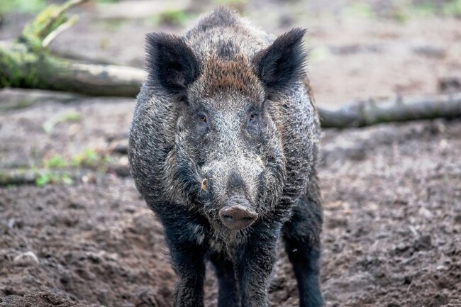 Auf der Suche nach Nahrung wühlen Wildschweine gerade im Winter oft tief im Boden - und nehmen mit Pilzen und Wurzeln auch radioaktive Substanzen auf. 