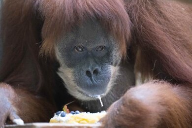 Das Orang-Utan-Weibchen Djudi sitzt im Zoo Dresden in ihrem Gehege und frisst einen Kuchen.