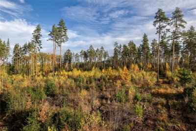Ziel der Waldbewirtschaftung von Franz Freiherr von Rotenhan ist ein Wald, bei dem es überall Bäume aller Altersgruppen gibt, sodass die Holzentnahme nicht zu einem Kahlschlag führt. Forstwirtschaftlich heißt solch ein ungleichaltriger Wald auch Dauerwald.
