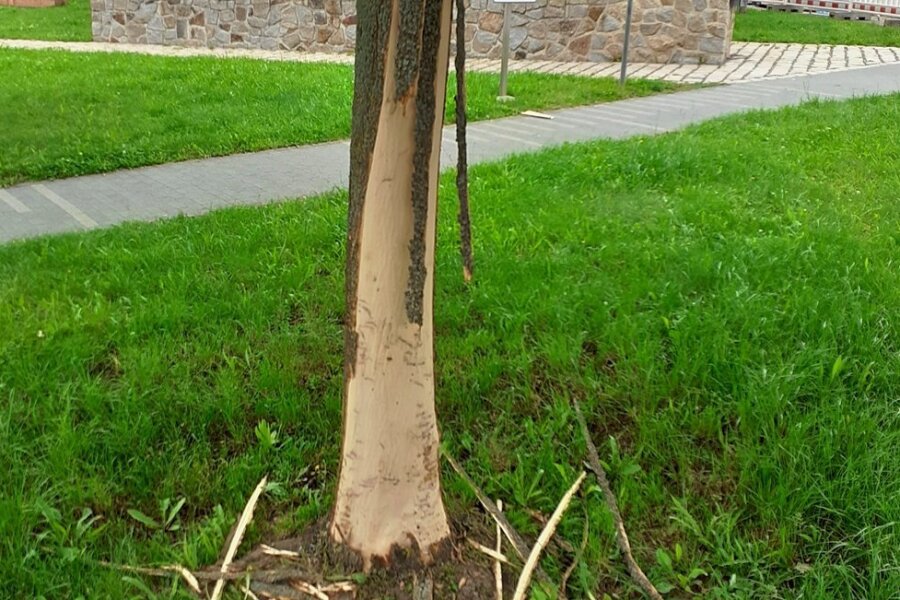 40.000 Euro Schaden: Vier Bäume im Werdauer Massipark beschädigt - Einer der beschädigten Bäume im Massipark. 
