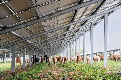 Beispiel für eine Großflächen-Fotovoltaikanlage der Firma Münch Elektrotechnik mit Schafsbeweidung. Eine ähnliche soll im Oederaner Ortsteil Gahlenz errichtet werden. 