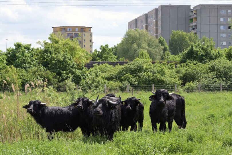 Eine kleine Herde Wasserbüffel steht auf einer Feuchtwiese im Landschaftspark Rudow-Altglienicke bei Schönefeld. Die so genannten „Autobahn-Büffel“ verbringen vom Frühjahr bis zum Herbst auf einer 10 Hektar großen Weidefläche, um den Graswuchs zu begrenzen.