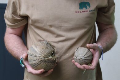 Ein Tierpfleger des Kölner Zoos hält ein junges, südliches Kugelgürteltier und dessen Muttertier (l.) in den Händen.