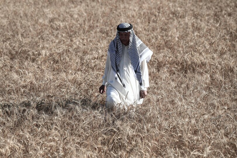 Gleich geht es an die Arbeit: Ein Mann steht vor dem Dreschen von Weizen auf einem Bauernhof in Bagdad zwischen den Ähren.