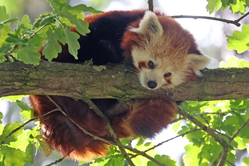 Flauschiger Zuwachs: Der Zoo Rostock freut sich über seinen ersten Roten Panda. Der Einzelgänger aus dem Himalaya gilt als gefährdet, in der freien Natur gibt Schätzungen nach weniger als 10.000 erwachsene Tiere.