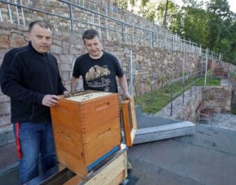 50.000 Bienen summen jetzt am Lichtensteiner Weinberg - Jens Kühn und Michael Göckeritz schauen nach, ob das Bienenvolk den Umzug an den Weinberg gut überstanden hat. 