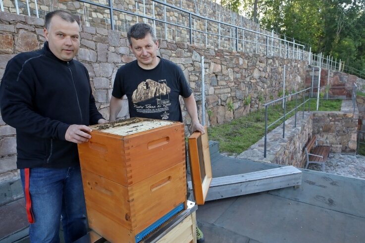 Jens Kühn und Michael Göckeritz schauen nach, ob das Bienenvolk den Umzug an den Weinberg gut überstanden hat. 