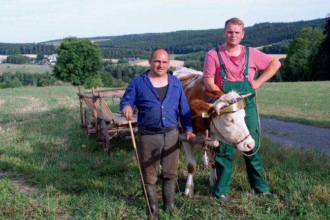 Danilo Körner (links) und Sebastian Ziegenbein (rechts) beim Training mit Kuh Elsa: Beim Bergfest ist am Sonntag ab 9 Uhr die Kuh als Zugtier in der Landwirtschaft vergangener Zeiten zu erleben.