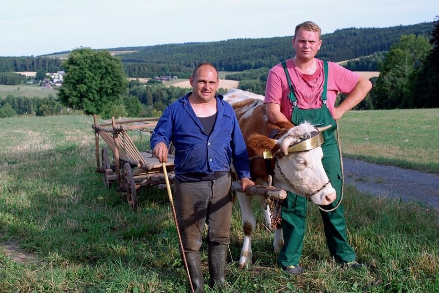 Danilo Körner (links) und Sebastian Ziegenbein (rechts) beim Training mit Kuh Elsa: Beim Bergfest ist am Sonntag ab 9 Uhr die Kuh als Zugtier in der Landwirtschaft vergangener Zeiten zu erleben.