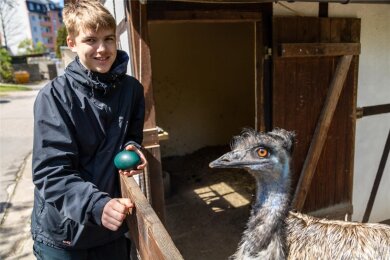Enno Faber absolviert seinen Bundesfreiwilligendienst im Tierpark Aue. Für ihn sind die Emus „coole Vögel“. Für den Bundesfreiwilligendienst sucht der Tierpark jederzeit neue Interessenten.
