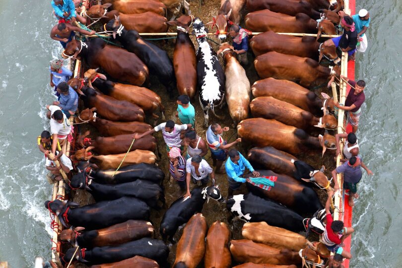 Dicht an Dicht: Händler im bangladeschischen Dhaka stellen ihr Vieh in motorgetriebenen schmalen Booten auf, um es anlässlich des islamischen Opferfests Eid al-Adha auf Kuhmärkten zu verkaufen.
