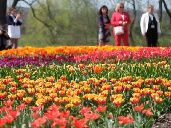 Besucher der sächsischen Landesgartenschau stehen vor Blumenbeeten. 