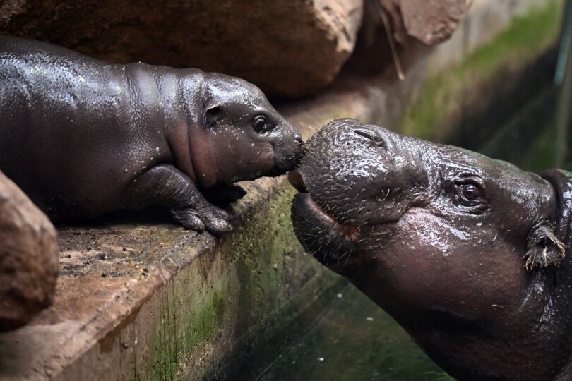 Anfang April wurde es geboren und nun der Öffentlichkeit vorgestellt: Das Hippo-Jungtier Mufaro gemeinsam mit Mutter Ayoka in ihrem Gehege im Duisburger Zoo.