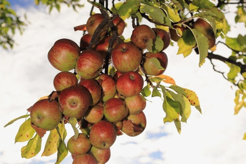 Die Trauben hängen hoch, wenn man Kulturhauptstadt sein will? Mag schon sein, aber in Chemnitz hängen da eher Äpfel. Ein Projekt der Bewerbung dreht sich um 4000 Apfelbäume. 