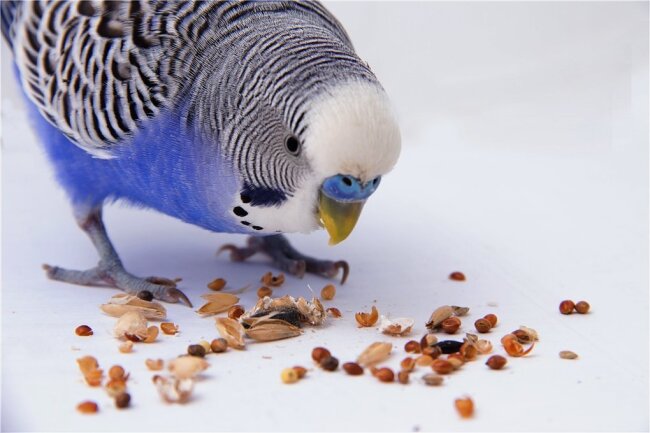 Download Erst kommt das fressen Desktop Wallpaper Free