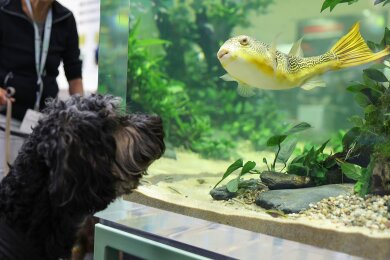 Tierische Begegnung: Ein Hund beobachtet auf der Interzoo einen Fisch in einem Aquarium. Die Weltleitmesse der Heimtierbranche findet vom 7. bis zum 10. Mai in Nürnberg statt.
